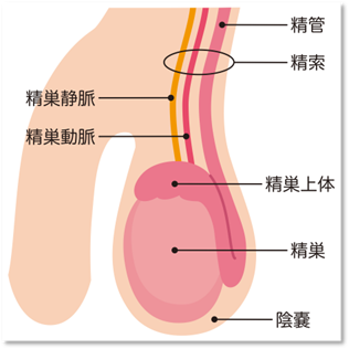 精索の構造